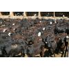 Image 7 : Van Driel Farms - 650# Heifers - 300 Head (Fort Macleod, AB)