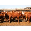 Image 3 : Van Driel Farms - 650# Heifers - 248 Head (Fort Macleod, AB)