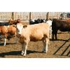Image 4 : Van Driel Farms - 650# Heifers - 248 Head (Fort Macleod, AB)