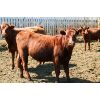 Image 6 : Van Driel Farms - 650# Heifers - 248 Head (Fort Macleod, AB)