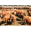 Image 7 : Van Driel Farms - 650# Heifers - 248 Head (Fort Macleod, AB)