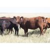 Image 4 : Right Cross Ranch - 800# Heifers - 30 Head (Kisbey, SK)
