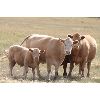 Image 1 : David & Kathy Ulm - 600# Steer Calves - 90 Head (Hazenmore, SK)