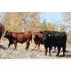 Image 5 : Delta Land & Cattle - 640# Steer Calves - 90 Head (Gull Lake, SK)