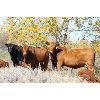 Image 6 : Delta Land & Cattle - 640# Steer Calves - 90 Head (Gull Lake, SK)