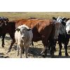 Image 3 : Delta Land & Cattle - 580# Heifer Calves - 65 Head (Gull Lake, SK)