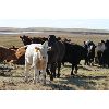 Image 5 : Delta Land & Cattle - 580# Heifer Calves - 65 Head (Gull Lake, SK)