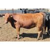 Image 3 : Dan Ponjavic - 900# Heifers - 129 Head (Lethbridge, AB)