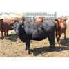 Image 5 : Dan Ponjavic - 900# Heifers - 129 Head (Lethbridge, AB)