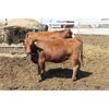 Image 6 : Dan Ponjavic - 900# Heifers - 129 Head (Lethbridge, AB)