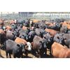 Image 7 : Dan Ponjavic - 900# Heifers - 129 Head (Lethbridge, AB)