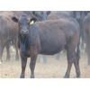 Image 11 : Rafter C Cattle Co. - 875# Heifers - 72 Head (Lafleche, SK)