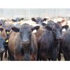 Image 2 : Rafter C Cattle Co. - 875# Heifers - 72 Head (Lafleche, SK)