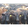 Image 6 : Rafter C Cattle Co. - 875# Heifers - 72 Head (Lafleche, SK)