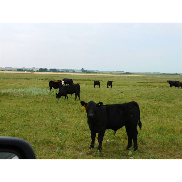 Saddle Ridge & S-S Ranch - 625# Steer Calves - 190 Head (Strathmore, AB)