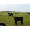 Image 1 : Saddle Ridge & S-S Ranch - 625# Steer Calves - 190 Head (Strathmore, AB)