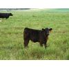 Image 4 : Saddle Ridge & S-S Ranch - 625# Steer Calves - 190 Head (Strathmore, AB)