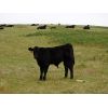 Image 6 : Saddle Ridge & S-S Ranch - 625# Steer Calves - 190 Head (Strathmore, AB)