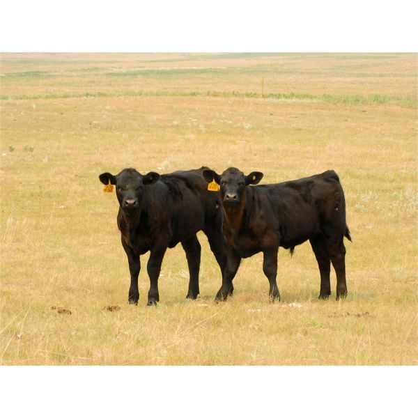 Saddle Ridge & S-S Ranch - 535# Steer Calves - 115 Head (Strathmore, AB)