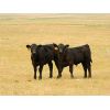 Image 1 : Saddle Ridge & S-S Ranch - 535# Steer Calves - 115 Head (Strathmore, AB)