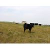 Image 3 : Saddle Ridge & S-S Ranch - 535# Steer Calves - 115 Head (Strathmore, AB)