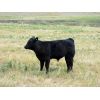 Image 4 : Saddle Ridge & S-S Ranch - 535# Steer Calves - 115 Head (Strathmore, AB)