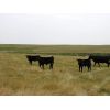 Image 5 : Saddle Ridge & S-S Ranch - 535# Steer Calves - 115 Head (Strathmore, AB)
