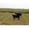 Image 6 : Saddle Ridge & S-S Ranch - 535# Steer Calves - 115 Head (Strathmore, AB)