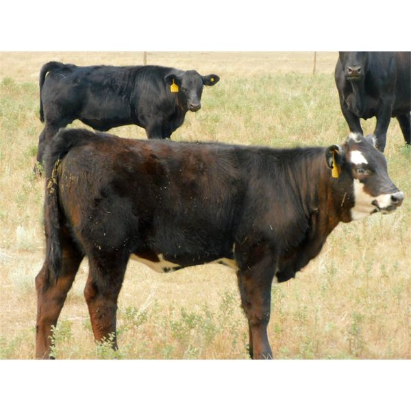 Saddle Ridge & S-S Ranch - 540# Heifer Calves - 90 Head (Strathmore, AB)