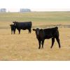 Image 2 : Saddle Ridge & S-S Ranch - 540# Heifer Calves - 90 Head (Strathmore, AB)