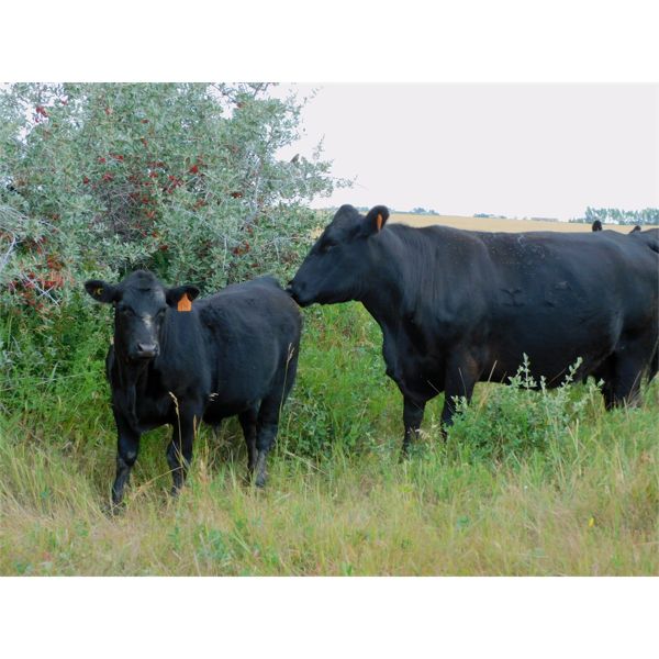 Carhills Land & Cattle & Greg Lausen - 540# Steer Calves - 90 Head (Carseland, AB)