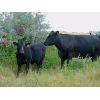 Image 1 : Carhills Land & Cattle & Greg Lausen - 540# Steer Calves - 90 Head (Carseland, AB)