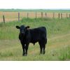 Image 3 : Carhills Land & Cattle & Greg Lausen - 540# Steer Calves - 90 Head (Carseland, AB)