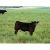Image 5 : Carhills Land & Cattle & Greg Lausen - 540# Steer Calves - 90 Head (Carseland, AB)