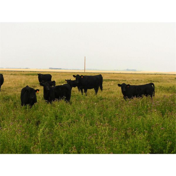 Carhills Land & Cattle & Greg Lausen - 540# Heifer Calves - 100 Head (Carseland, AB)