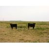 Image 4 : Carhills Land & Cattle & Greg Lausen - 540# Heifer Calves - 100 Head (Carseland, AB)