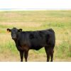 Image 6 : Carhills Land & Cattle & Greg Lausen - 540# Heifer Calves - 100 Head (Carseland, AB)