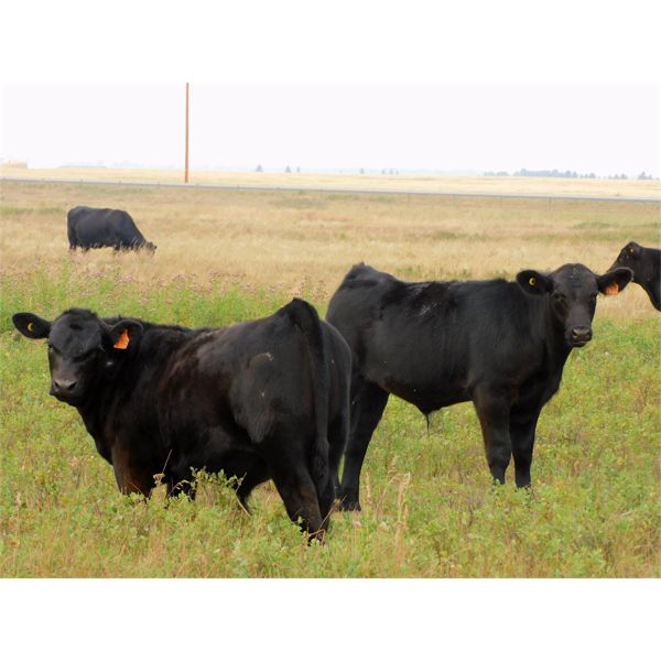 Carhills Land & Cattle & Greg Lausen - 630# Steer Calves - 180 Head (Carseland, AB)