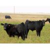 Image 1 : Carhills Land & Cattle & Greg Lausen - 630# Steer Calves - 180 Head (Carseland, AB)