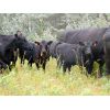 Image 2 : Carhills Land & Cattle & Greg Lausen - 630# Steer Calves - 180 Head (Carseland, AB)