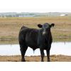 Image 6 : Carhills Land & Cattle & Greg Lausen - 630# Steer Calves - 180 Head (Carseland, AB)