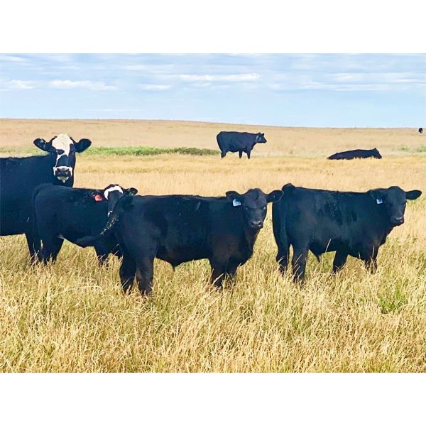 Roes Ranch - 565# Steer Calves - 160 Head (Dorothy, AB)