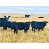 Image 1 : Roes Ranch - 565# Steer Calves - 160 Head (Dorothy, AB)