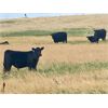 Image 2 : Roes Ranch - 565# Steer Calves - 160 Head (Dorothy, AB)