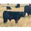 Image 4 : Roes Ranch - 565# Steer Calves - 160 Head (Dorothy, AB)