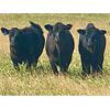 Image 6 : Roes Ranch - 565# Steer Calves - 160 Head (Dorothy, AB)