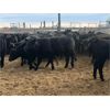 Image 7 : Roes Ranch - 565# Steer Calves - 160 Head (Dorothy, AB)