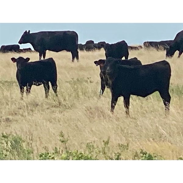 Roes Ranch - 500# Heifer Calves - 110 Head (Dorothy, AB)