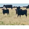 Image 1 : Roes Ranch - 500# Heifer Calves - 110 Head (Dorothy, AB)