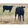 Image 3 : Roes Ranch - 500# Heifer Calves - 110 Head (Dorothy, AB)